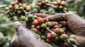 COVID-19 Fallout Threatens Global Coffee Industry