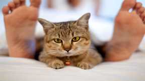 Cats and Dogs May Catch COVID-19 From Their Owners – High Risk for Cats That Sleep on Their Owner’s Bed