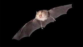Novel Coronavirus Discovered in British Bats – Related to the Virus That Causes COVID-19