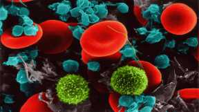 Blood Platelets Key to Deadly Organ Damage in COVID-19 Patients