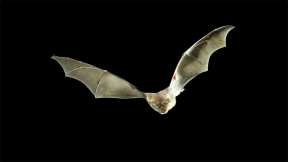 How Do Bats Resist COVID? Insights Could Lead to New Treatments for Humans