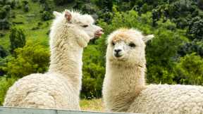 Llama Antibodies Have “Significant Potential” As Frontline COVID-19 Treatment – Simple Nasal Spray