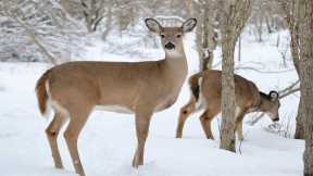 Over 80% of Deer in Study Test Positive for COVID – They May Be a Reservoir for the Virus To Continually Circulate