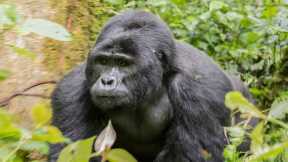COVID-19 Outbreak May Pose Threat to Wild Mountain Gorillas in Volcanoes National Park