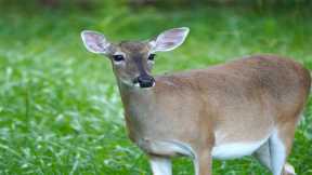 White-Tailed Deer Found To Be Huge Reservoir of Coronavirus Infection